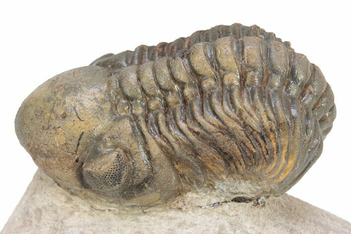 Bargain, Reedops Trilobite - Atchana, Morocco #340904